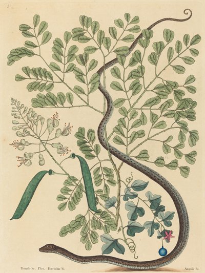 De Gevlekte Lintslang Coluber nebulosus door Mark Catesby