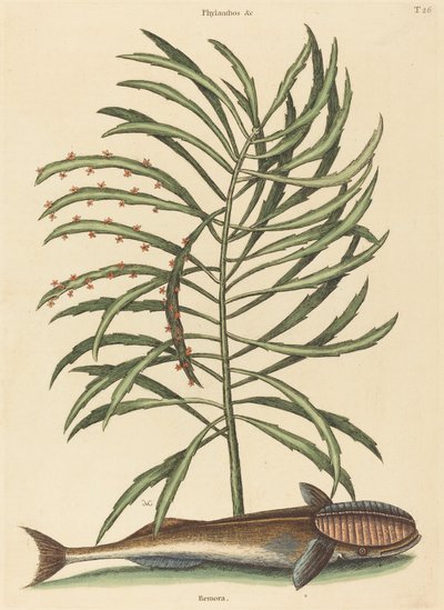 De Zuigvis Echeneis naucratis, gepubliceerd 1731-1743 door Mark Catesby