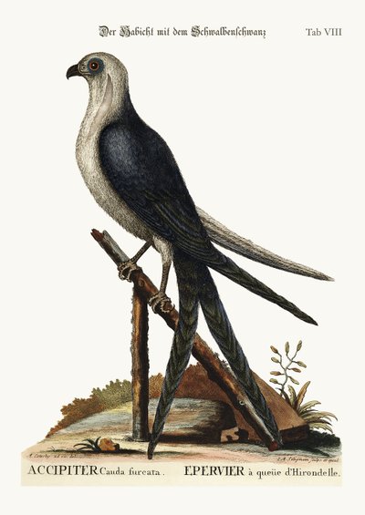 De zwaluwstaartvalk, 1749-73 door Mark Catesby