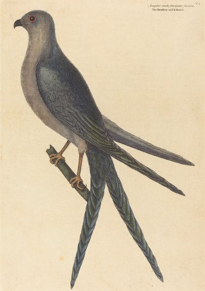 De Zwaluwstaart Havik Falco furcatus, gepubliceerd 1754 door Mark Catesby