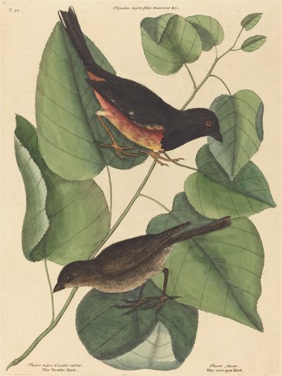 De Towhe Vogel Fringilla erythrophthalma, gepubliceerd 1754 door Mark Catesby