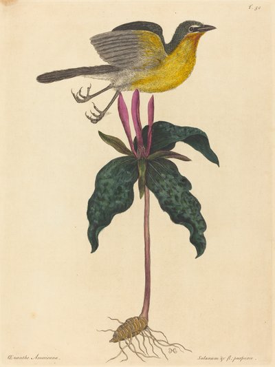 De Geelborstzanger, gepubliceerd 1754 door Mark Catesby