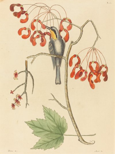 De Geelkeel Kluiver, gepubliceerd 1754 door Mark Catesby