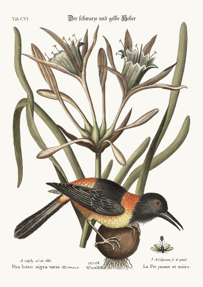 De gele en zwarte ekster, 1749-73 door Mark Catesby