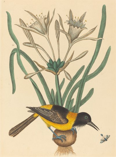 De Gele en Zwarte Pye Oriolus Icterus door Mark Catesby