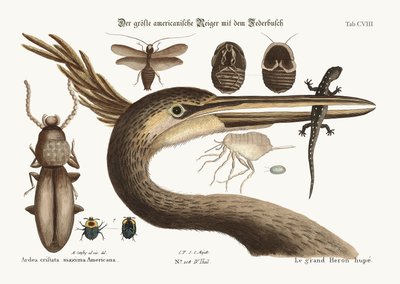 De grootste kuifreiger door Mark Catesby