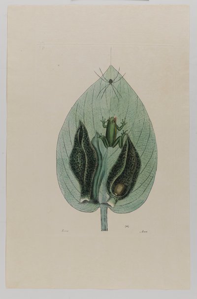Boomkikker door Mark Catesby