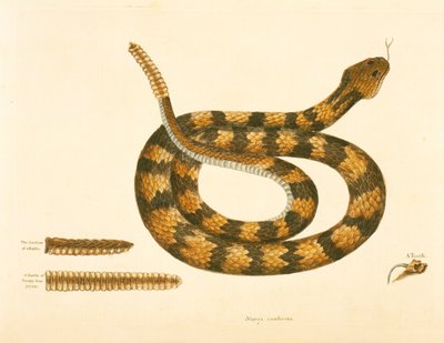 Viper Caudison Slang, Rattlesnake, plaat 41, vol. 1, uit de 