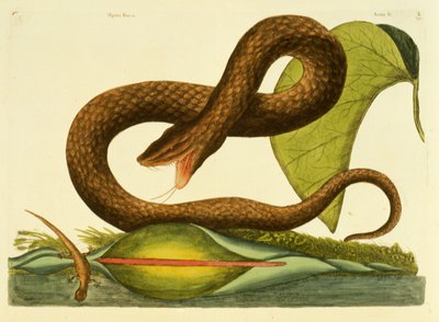 Viper Fusca, plaat 45, vol. 1, uit 