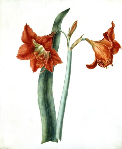 Amaryllis, ca. 1790 door Martha Tuthill