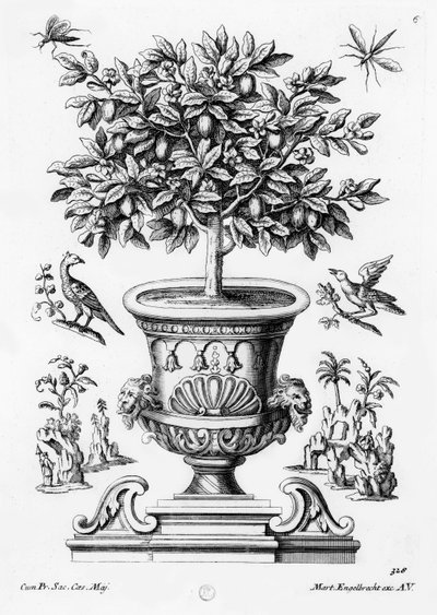 Citrusbomen, ca. 1735 door Martin Engelbrecht
