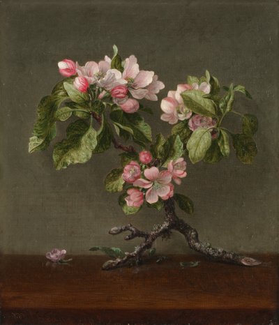 Appelbloesems, 1873 door Martin Johnson Heade