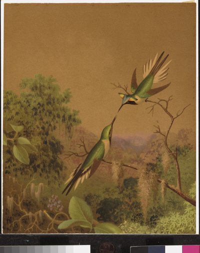 Braziliaanse kolibries IV door Martin Johnson Heade
