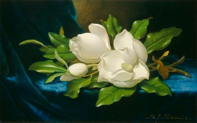 Reuzenmagnolia