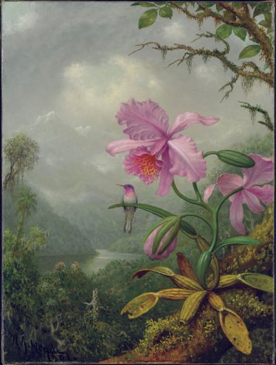 Kolibrie op een orchidee plant door Martin Johnson Heade