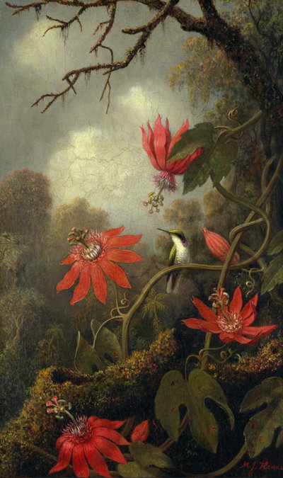 Kolibrie en Passiebloemen door Martin Johnson Heade