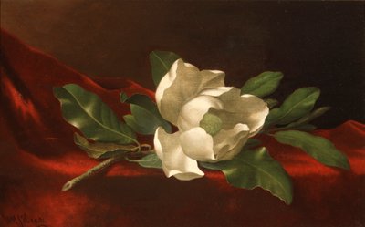 Magnolia door Martin Johnson Heade