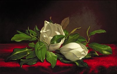 Magnolia door Martin Johnson Heade