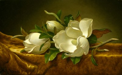 Magnolia