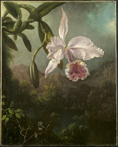Orchideeënbloesems door Martin Johnson Heade