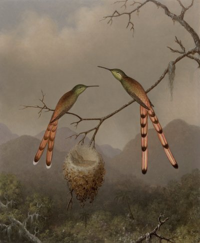 Twee kolibries met hun jongen door Martin Johnson Heade