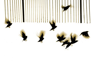 Spreeuwen, 2003 (fotogravure) door Martin Mossop