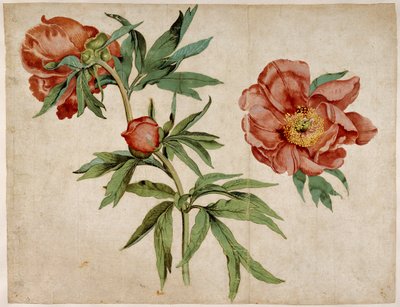 Studie van pioenen door Martin Schongauer