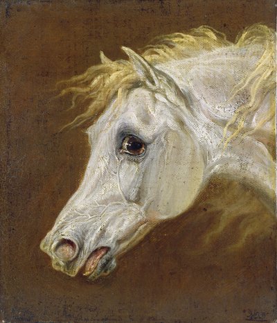 Hoofd van een grijze Arabische hengst door Martin Theodore Ward