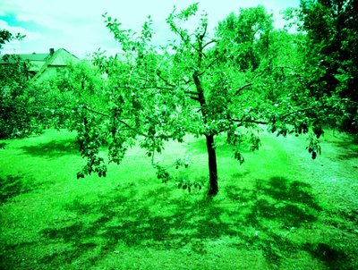 Appelbomen door Martina Konitzky