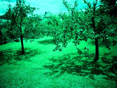 Appelbomen door Martina Konitzky