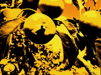 Appelboom door Martina Konitzky