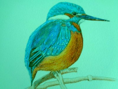 Vogel door Martina Konitzky