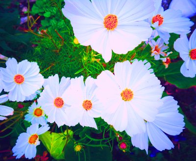 Bloemen door Martina Konitzky