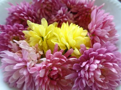 Chrysantenbloemen door Martina Konitzky