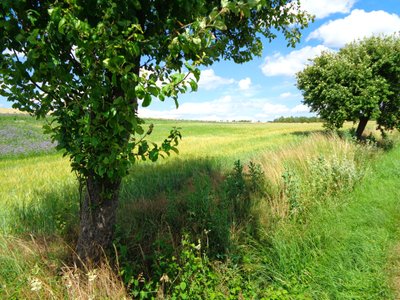 Landweg in de Zomer door Martina Konitzky