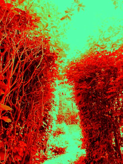 Tuin (Hommage aan Hieronymus Bosch) door Martina Konitzky