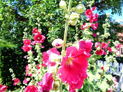 Tuin in de Zomer door Martina Konitzky