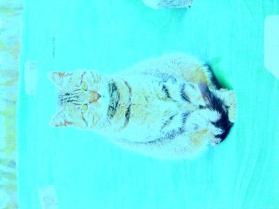 Kitty door Martina Konitzky