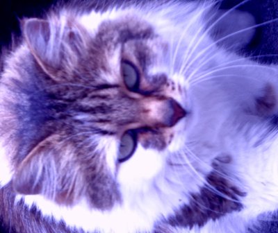 Kitty Lila door Martina Konitzky