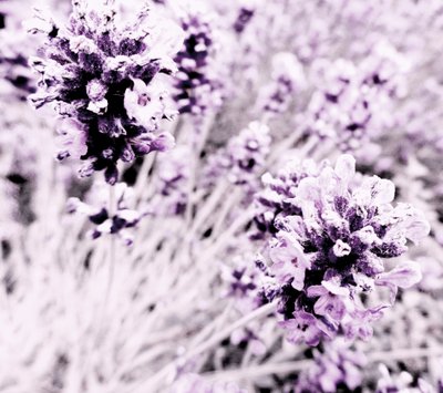 Lavendel lila zilver door Martina Konitzky