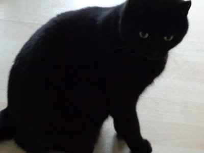 Zwarte Kat door Martina Konitzky