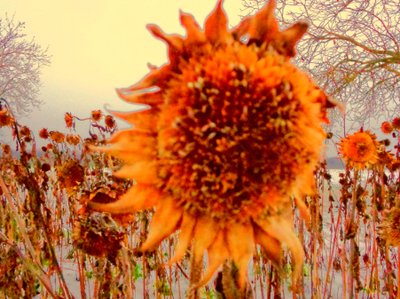 Zonnebloem in de Winter Hommage aan Vincent van Gogh door Martina Konitzky