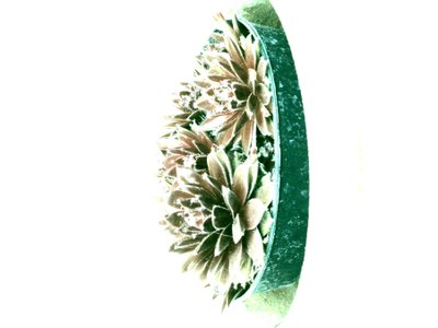 Vetplanten door Martina Konitzky