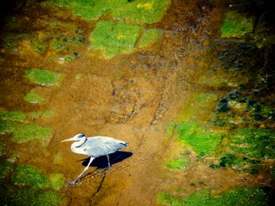 Vogel aan de rivier door Martina Konitzky
