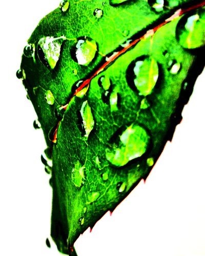Groene Waterdruppels door Martina Konitzky