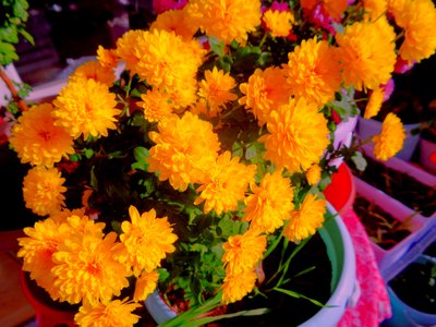 chrysanten1 door Martina Konitzky