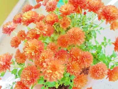 chrysanten2 door Martina Konitzky