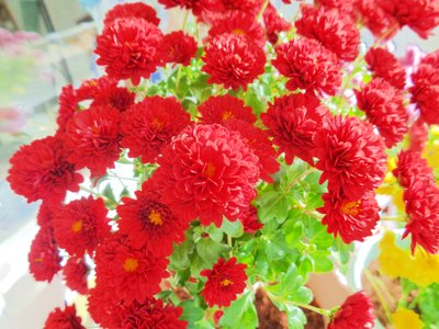 chrysanten3 door Martina Konitzky