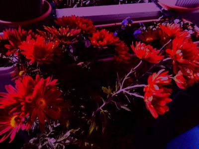 chrysanten4 door Martina Konitzky