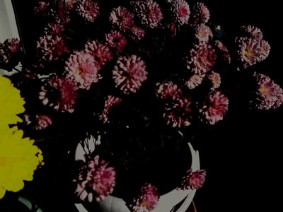 chrysanten5 door Martina Konitzky
